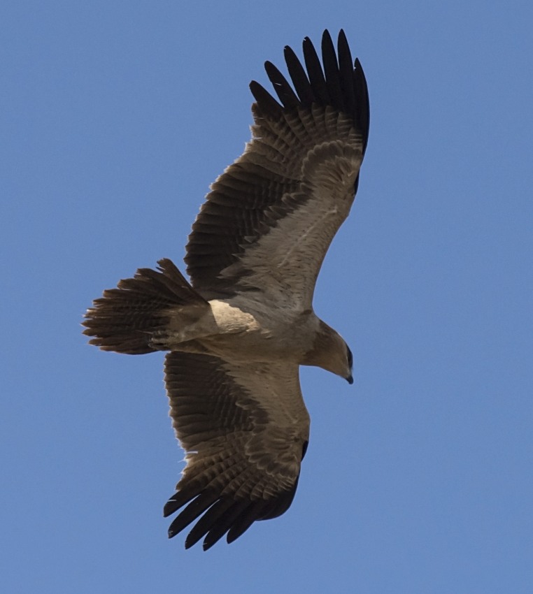 Tawny Eagle